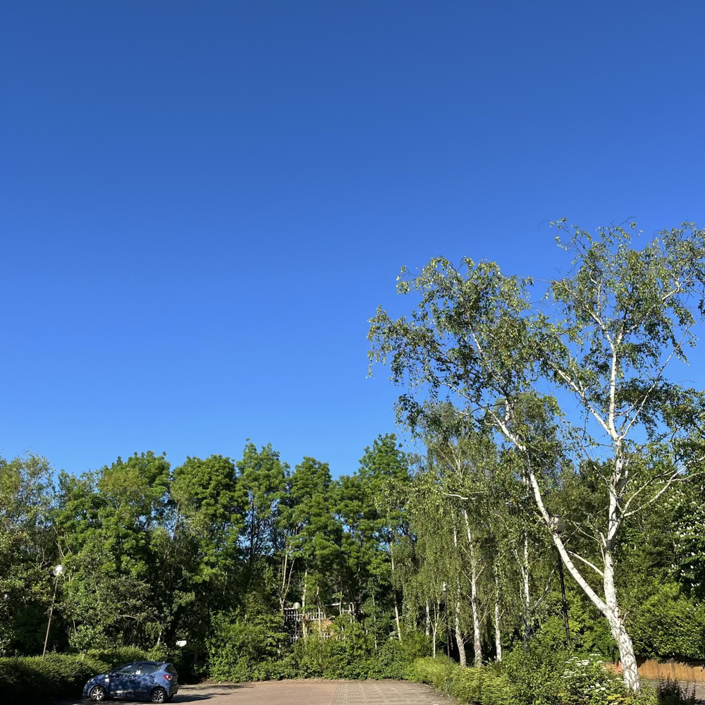 A cloudless blue sky above a mostly empty car park, at the back of which is a row of trees with green leaves that contrast against the sky