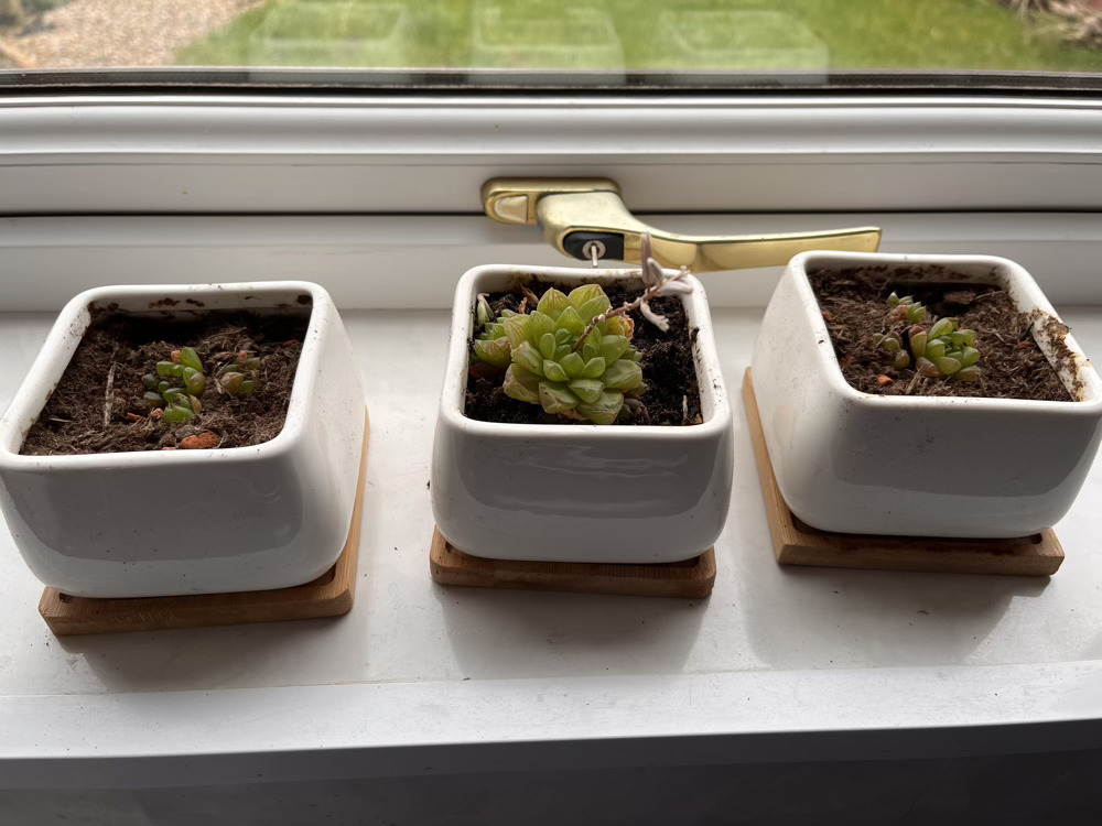 An ‘after’ photo of the same three pots. The two outer pots now look to contain very small succulent plants. The middle pot has a slightly larger plant with a flower sprouting from it