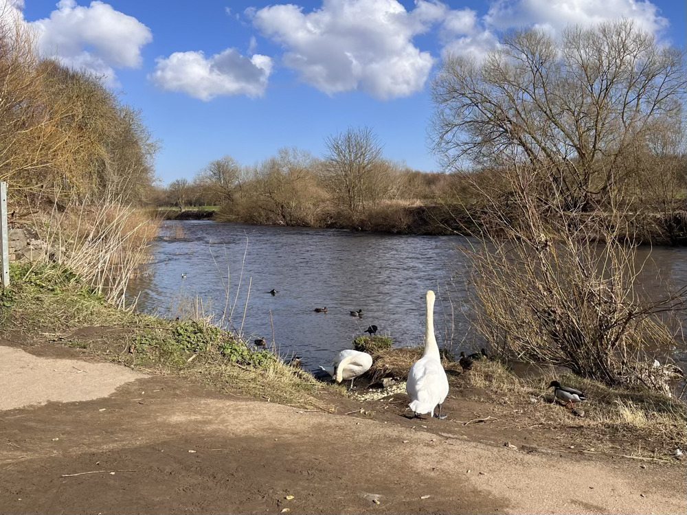 Two swans hanging out near a path by a river